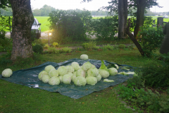 IMGP2046